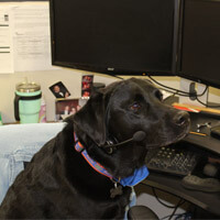 Rocky Payne IcareLabs Mascot Rocky Payne IcareLabs Mascot